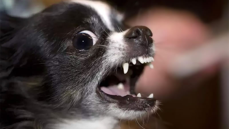 Миниатюрные собачки чихуахуа нападают на крупных домашних любимцев