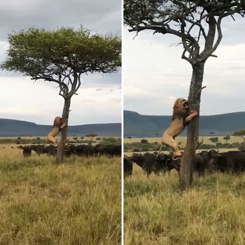 Царь зверей взобрался на дерево, чтобы спастись от разъярённого стада буйволов