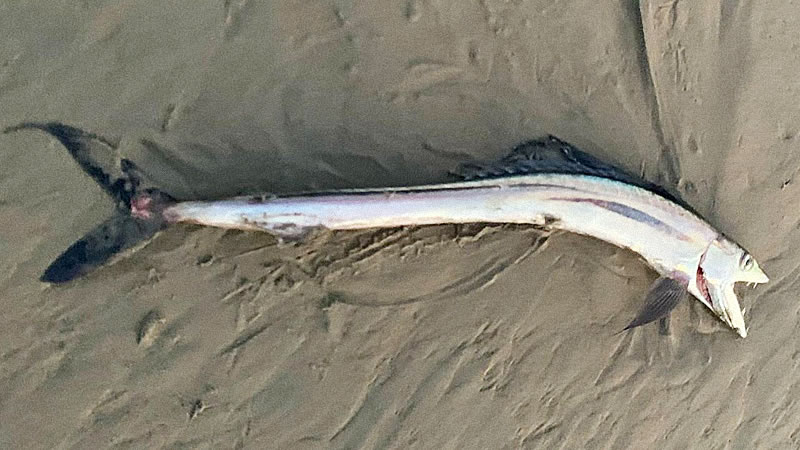Большеголовый алепизавр на пляже в Калифорнии