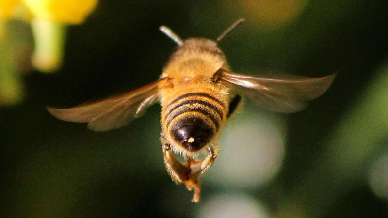 Медоносные пчёлы раскрыли учёным особенности своей ориентации в пространстве