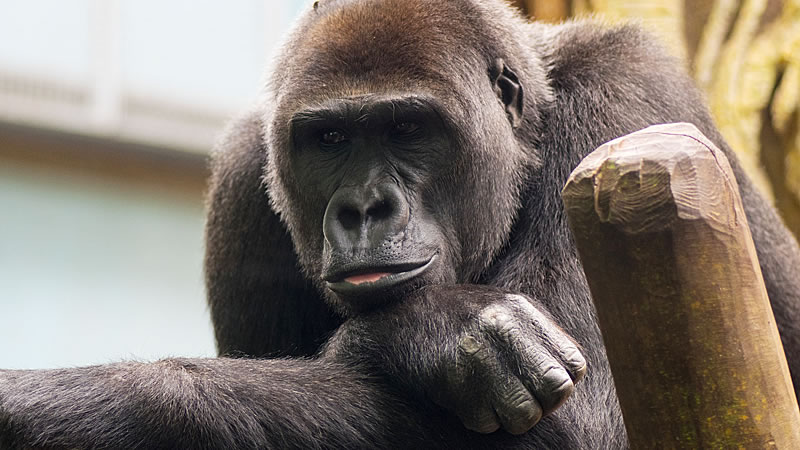 Самец гориллы пристрастился к просмотру фото и видео с мобильных устройств