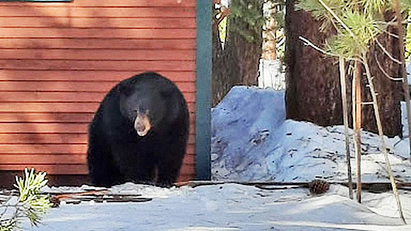 Медвежье семейство всю зиму храпело в берлоге под жилым домом