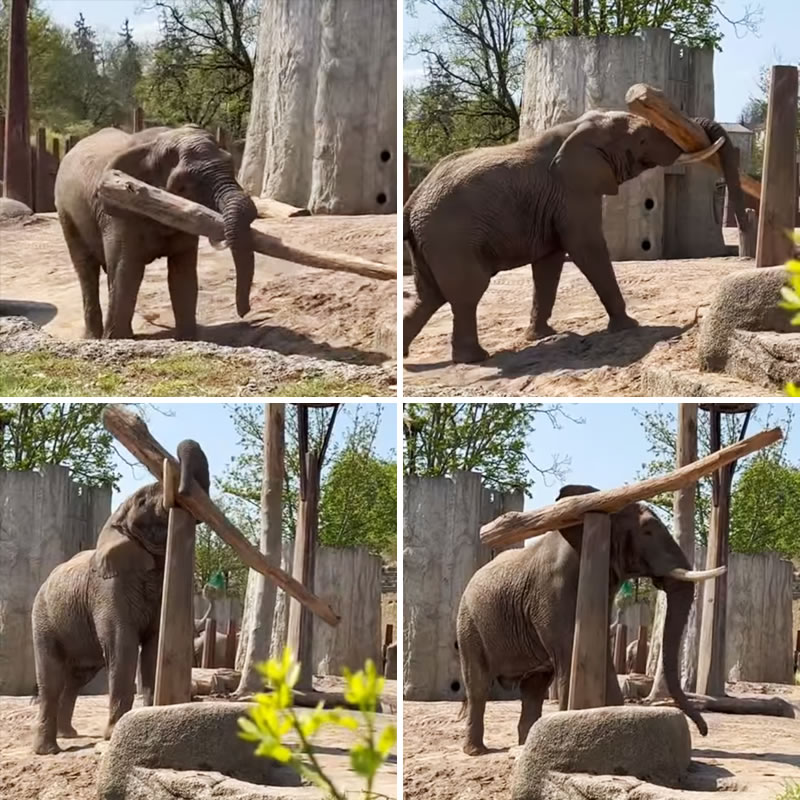 Слон уравновешивает бревно на столбе. Изображение: кадры из видео