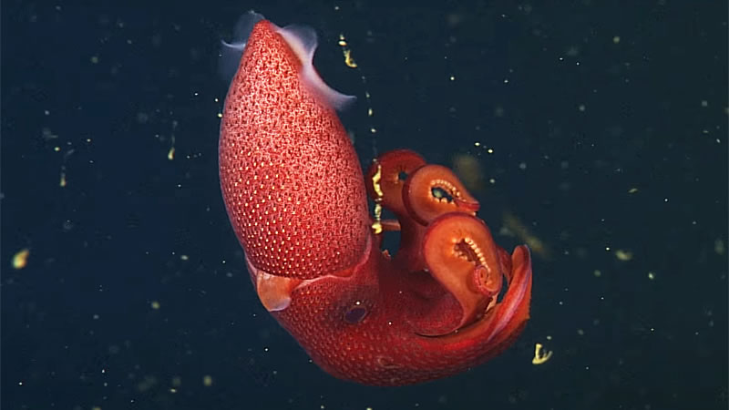 Тело глубоководного кальмара напоминает спелую клубнику. Изображение: кадр из видео