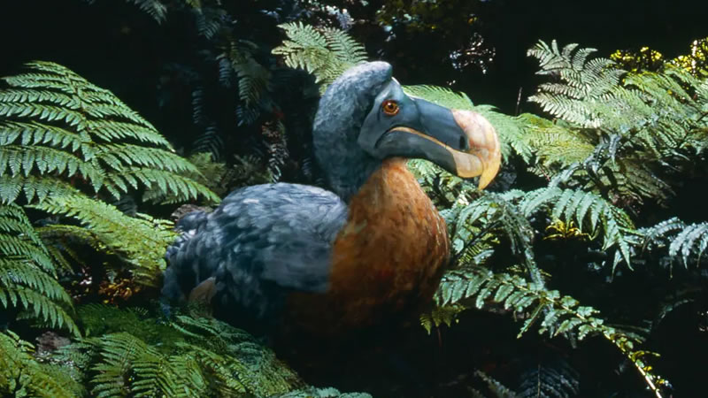 Птица додо была истреблена человеком через 64 года после её открытия