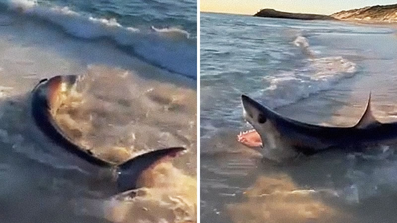 Вынесенная на берег акула-мако безуспешно пыталась вернуться в океан. Изображение: кадры из видео