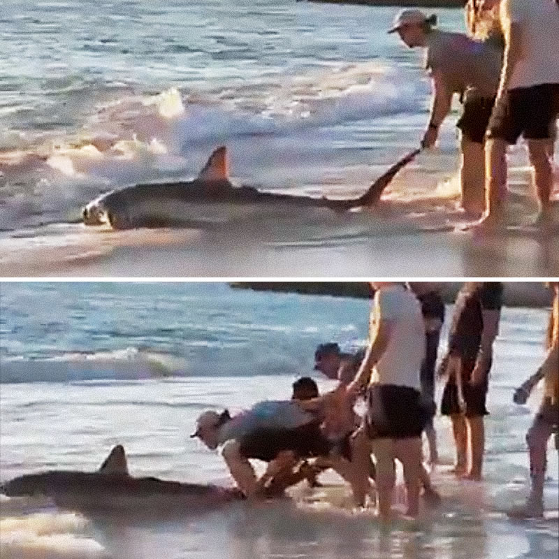 Посетители пляжа помогли акуле-мако вернуться в родную стихию. Изображение: кадры из видео