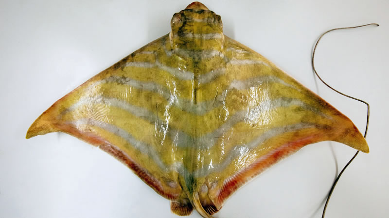 Полосатый орлиный скат (Aetomylaeus wafickii), обнаруженный в Персидском заливе