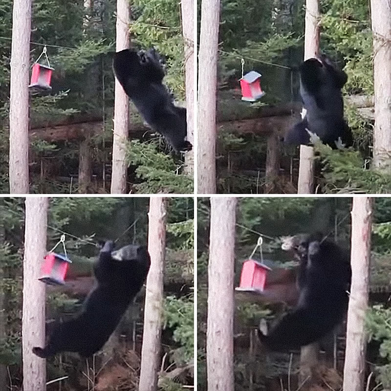 Голодный медведь попытался достать еду из птичьей кормушки. Изображение: кадры из видео