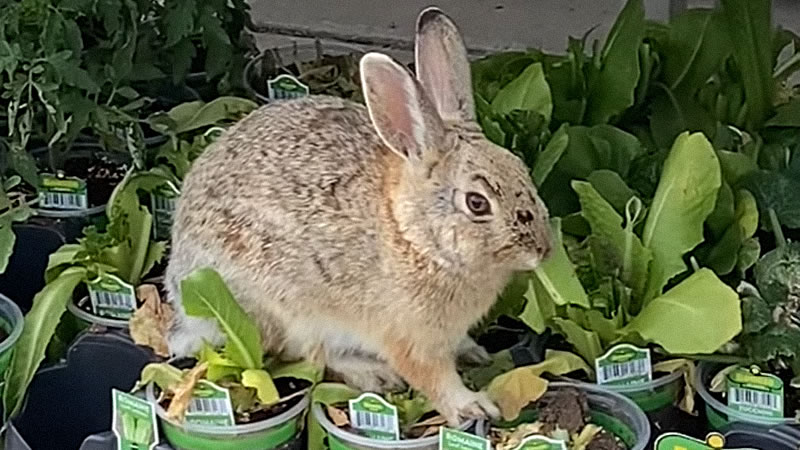 Кролик угостился листьями рассады в крупном американском торговом центре. Изображение: кадр из видео