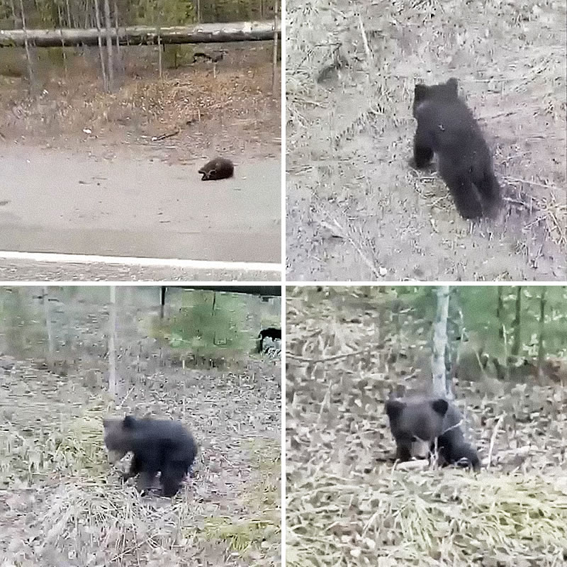 Оставшегося без матери медвежонка спас неравнодушный россиянин. Изображение: кадры из видео