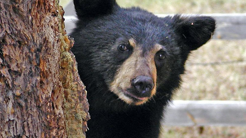 Оставшегося без матери медвежонка спас неравнодушный россиянин