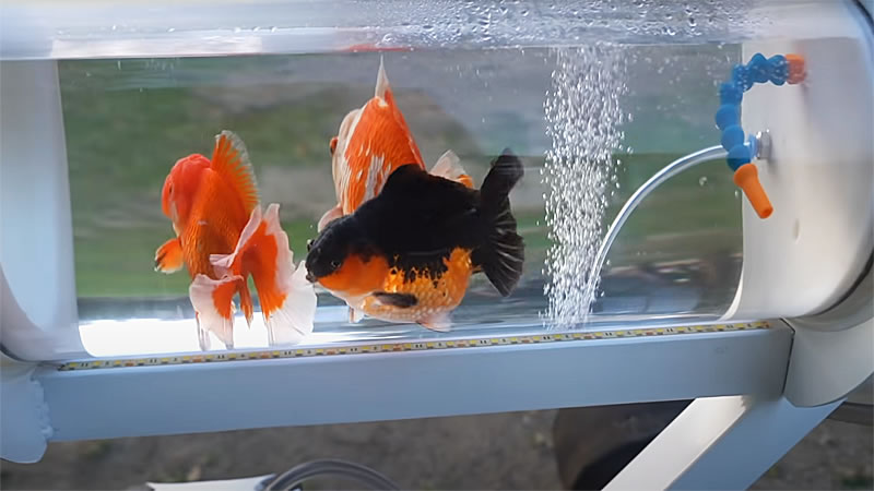 Аквариум для прогулок с рыбками снабжён системой жизнеобеспечения. Изображение: кадр из видео