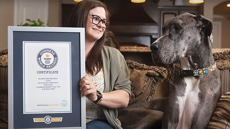 Датский дог по кличке Зевс признан самой высокой собакой в мире. Изображение: кадр из видео
