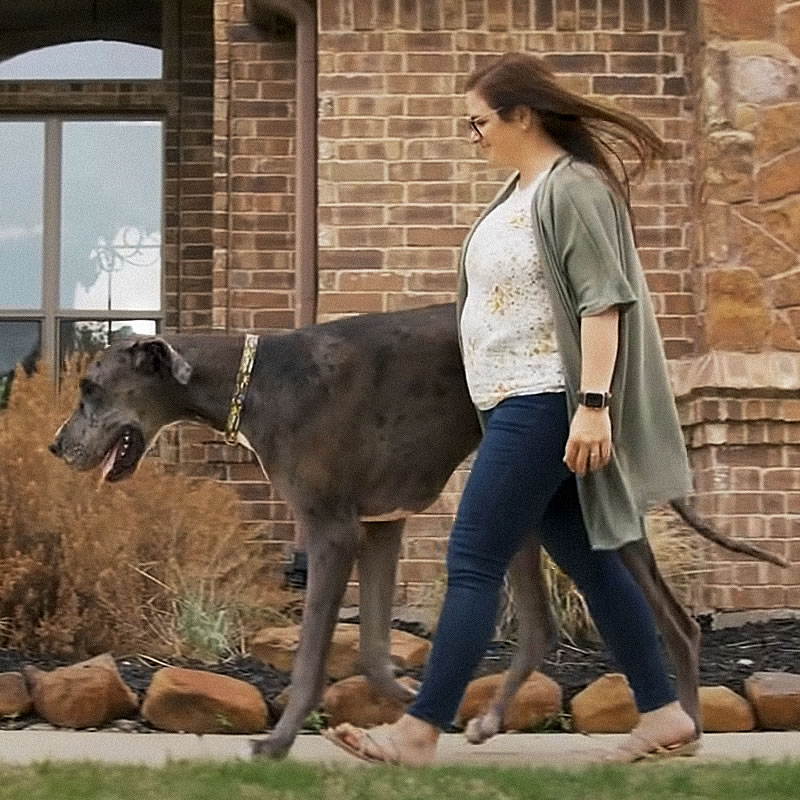 Самая большая собака в мире со своей хозяйкой. Изображение: кадр из видео