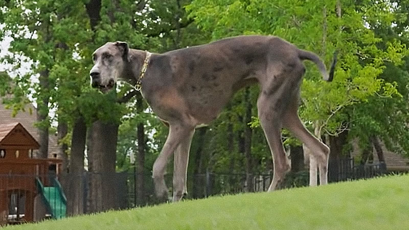 Датский дог по кличке Зевс признан самой высокой в мире собакой. Изображение: кадр из видео