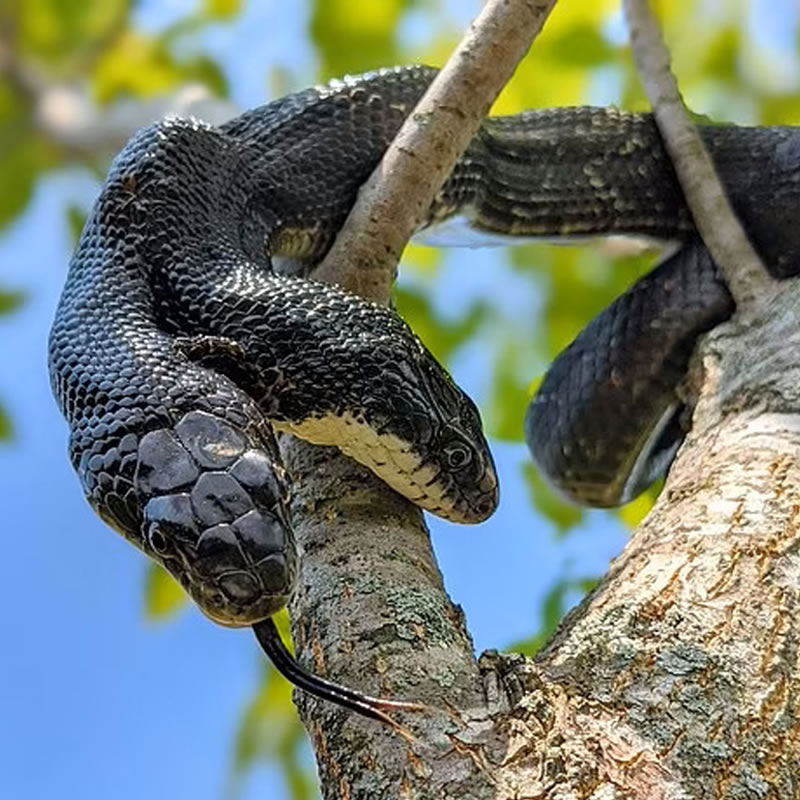 Двухголовая змея дожила до 17 лет вопреки прогнозам специалистов