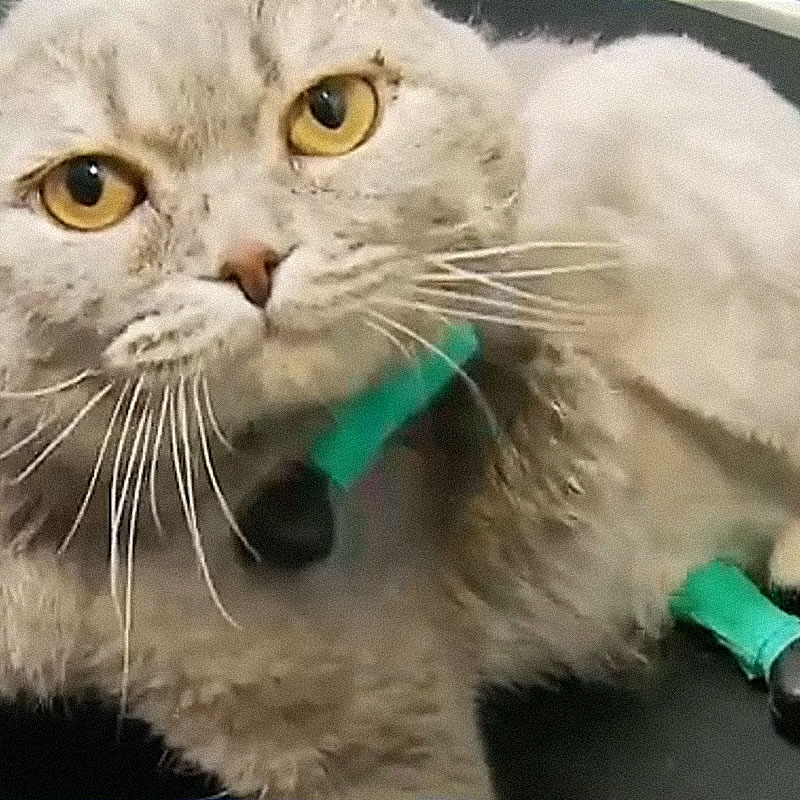 Шотландский вислоухий кот по кличке Том научился использовать титановые протезы,  установленные ему вместо ампутированных задних лап. Изображение: кадр из видео