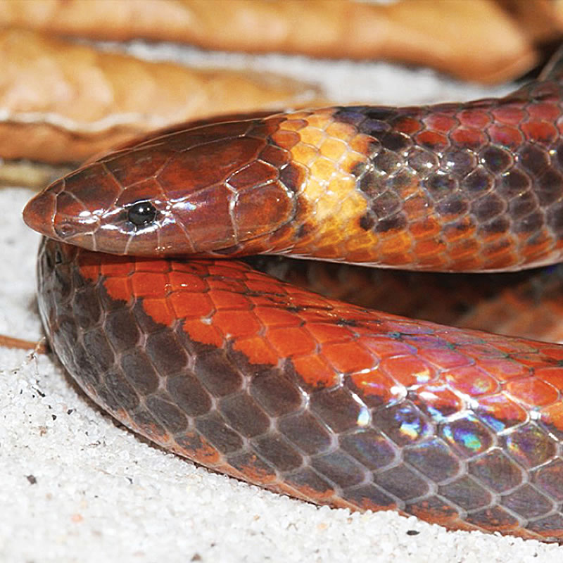Открытая в Парагвае змея Phalotris shawnella. Фото: Jean-Paul Brouard