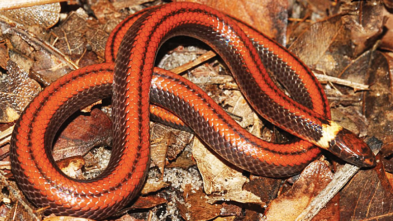 Открытая в Парагвае змея Phalotris shawnella. Фото: Jean-Paul Brouard