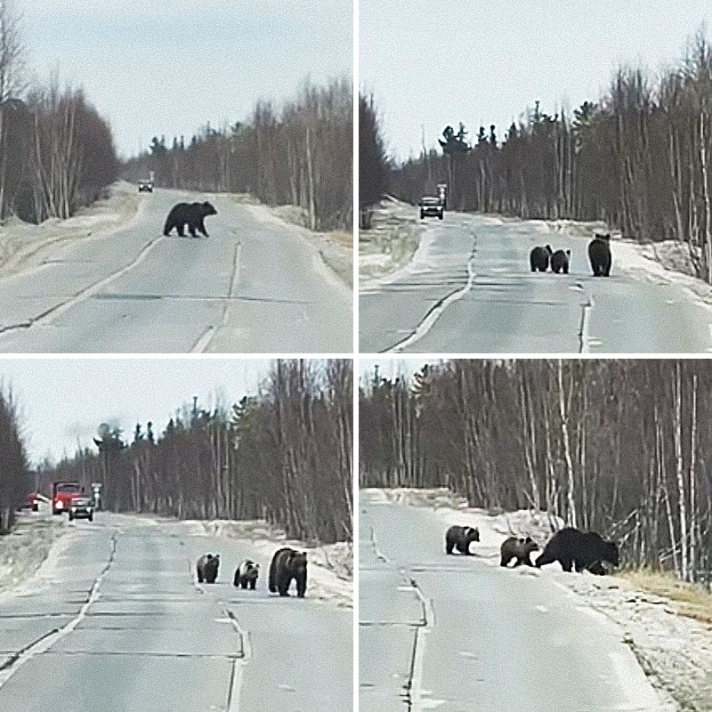 Медведица с двумя медвежатами прошлась вдоль автотрассы на Ямале. Изображение: кадры из видео
