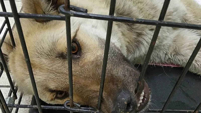 Истощённого щенка алабая по кличке Зевс бросил в ветеринарной клинике жестокий хозяин. Фото: приют «Собака счастья»