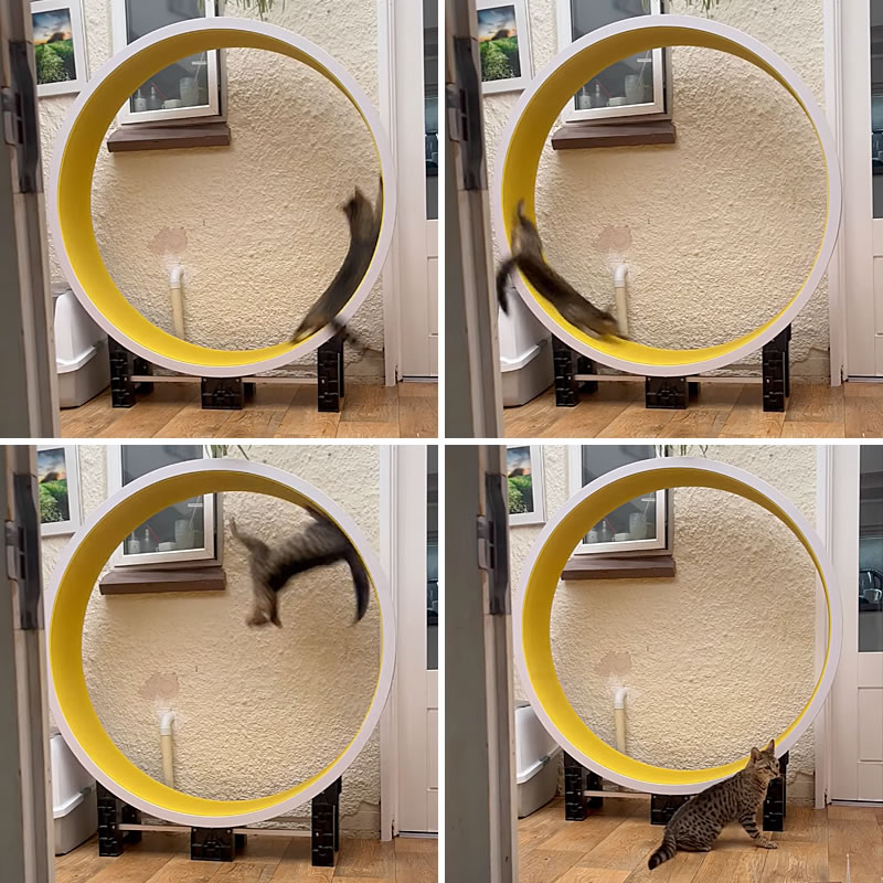 Бенгальская кошка по кличке Сильви катается на беговом колесе, словно на аттракционе. Изображение: кадры из видео