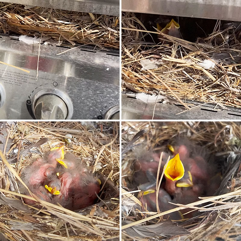 Предприимчивая птица свила гнездо и вывела птенцов внутри электрогриля. Изображение: кадры из видео
