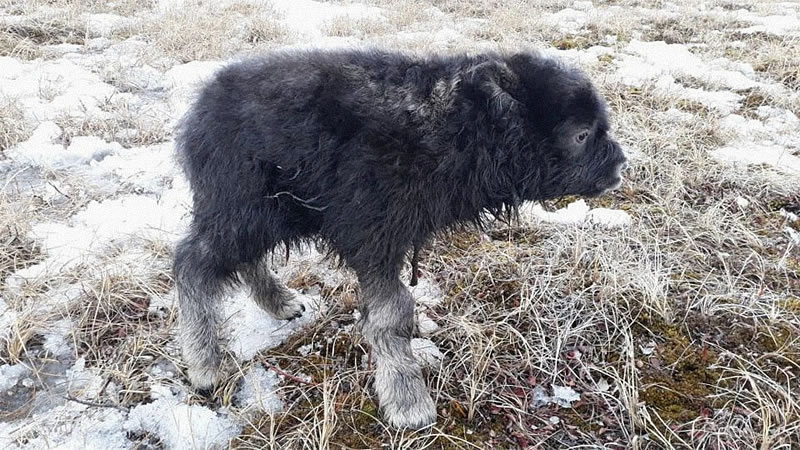 Оставшегося без матери телёнка овцебыка спасли от неминуемой гибели в Якутии. Фото: Ulus.media
