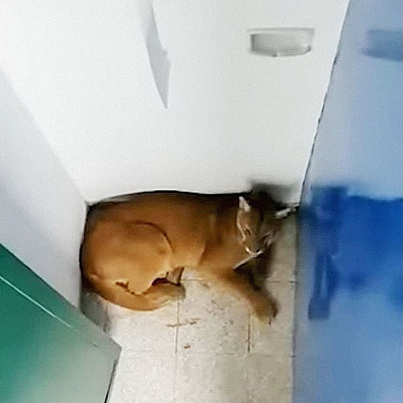 Дикая кошка спряталась в  школьном туалете и напугала девятилетнего ученика. Фото: CEN
