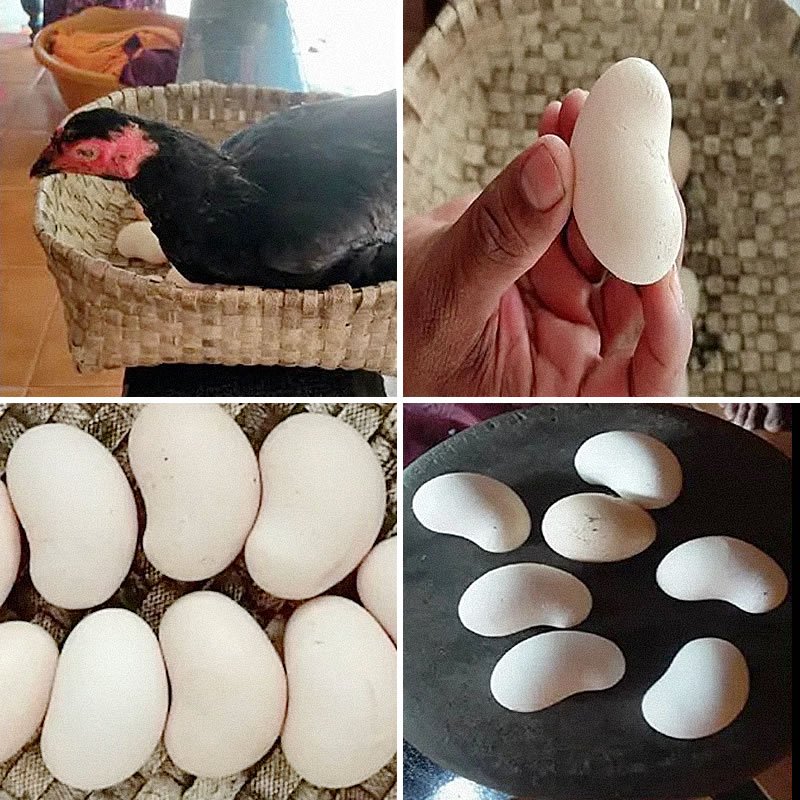 Курица из Индии несёт похожие на орехи кешью яйца. Изображение: кадры из видео
