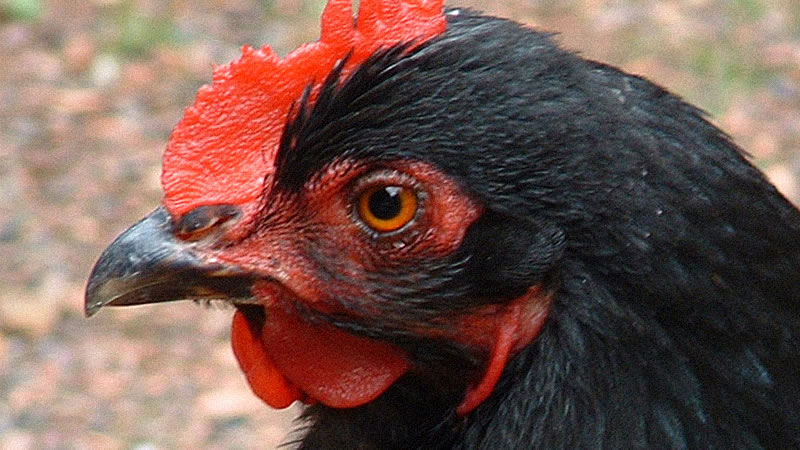 Молодая курица из Индии несёт яйца необычной выгнутой формы