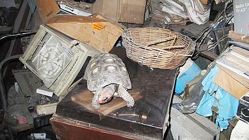 Потерявшаяся домашняя черепаха Мануэла тридцать лет выживала на чердаке хозяйского дома. Фото: TV Globo
