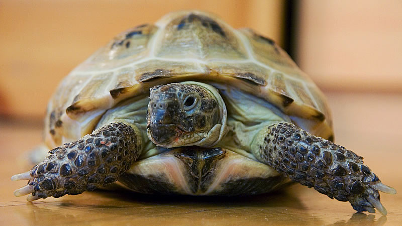 Потерявшаяся домашняя черепаха три десятилетия выживала на чердаке хозяйского дома