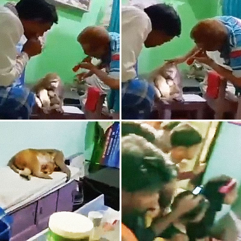 Раненая обезьяна с детёнышем самостоятельно обратилась в клинику для людей за помощью. Изображение: кадры из видео