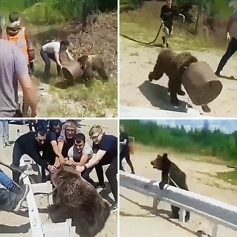Годовалого медвежонка с канистрой на голове спасли от голодной смерти якутские автомобилисты. Изображение: кадры из видео