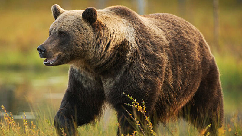 Любопытный годовалый медведь просунул голову в выброшенный пустой бак и оказался в ловушке