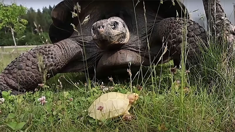Детёныш-альбинос гигантской галапагосской черепахи родился в зоопарке в Швейцарии. Изображение: кадр из видео
