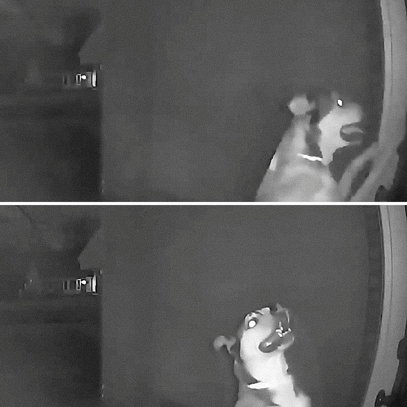 Собака совершила побег из отеля для животных и вернулась к двери своего дома. Изображение: кадры из видео