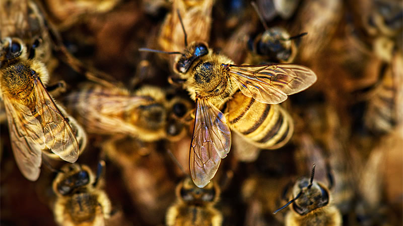 30 тысяч пчёл уже третье лето берут в заложники жителей многоквартирного дома