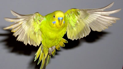 В свободном полёте: выпускаем волнистого попугая из клетки