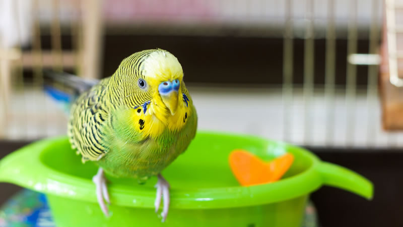 Ванночка для мелких птиц с игрушкой. Фото: Shutterstock