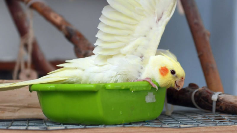 Большинство попугаев обожают плескаться в купалке