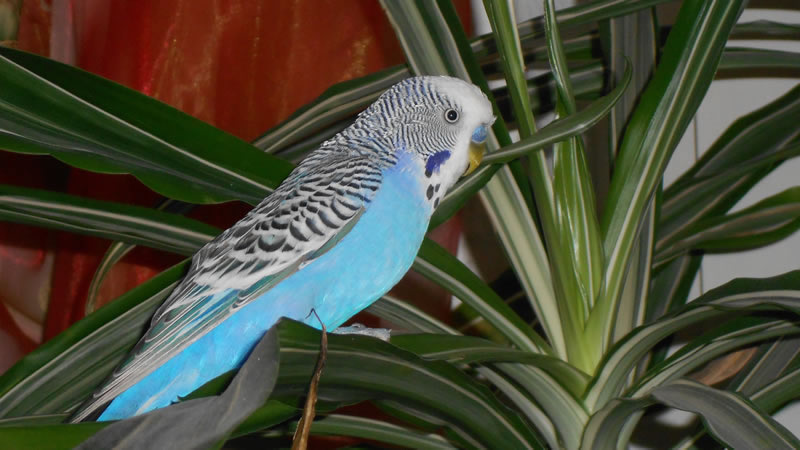 Держите попугая подальше от комнатных растений: они могут представлять опасность