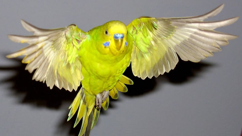 Полёты по квартире помогут попугаю оставаться здоровы и жизнерадостным