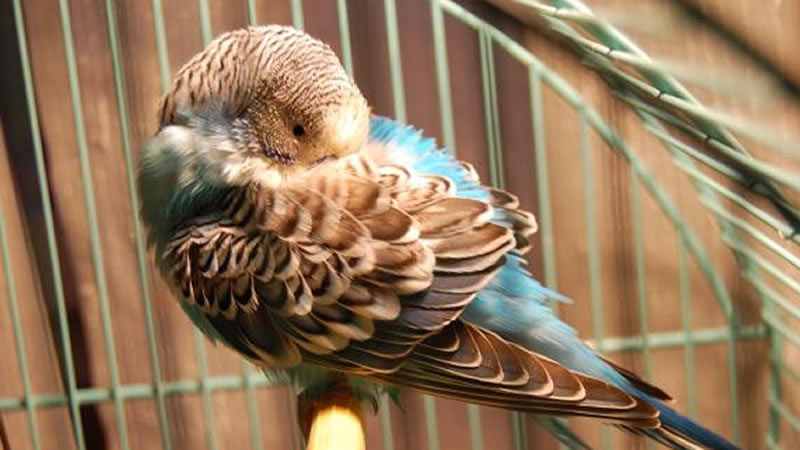 Простуженный попугай ведёт себя вяло, апатично, прячет голову под крыло