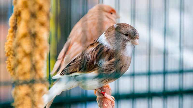 Птицу для квартиры не должна тяготить жизнь в клетке
