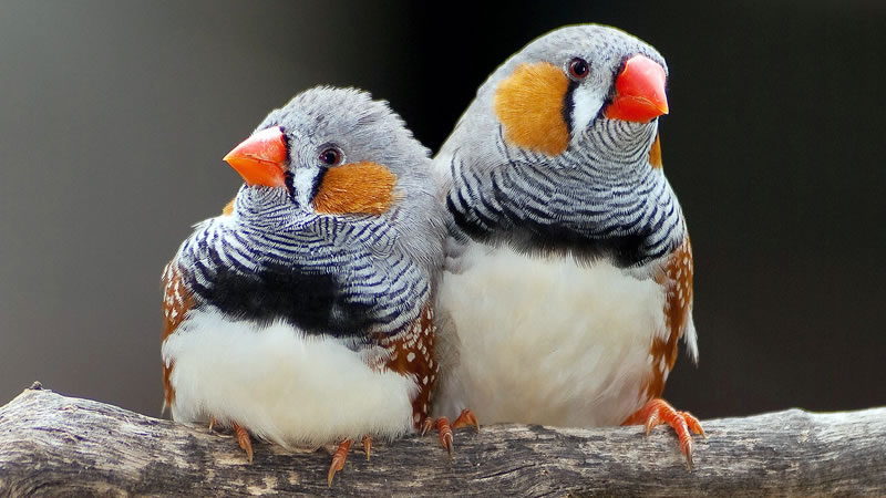 Существует множество птиц, которые способны радовать своих хозяев ничуть не меньше попугаев