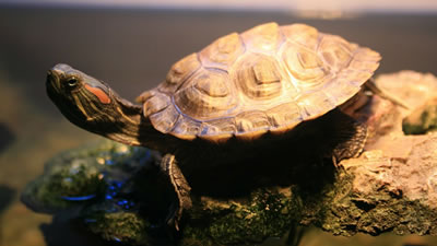 Почему у красноухой черепахи отслаивается панцирь?