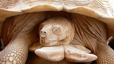 Нужна ли черепахе спячка и как правильно её организовать